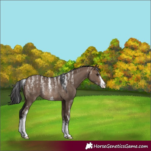 Horse Color:Powder White Brown Dun Sabino Rabicano 