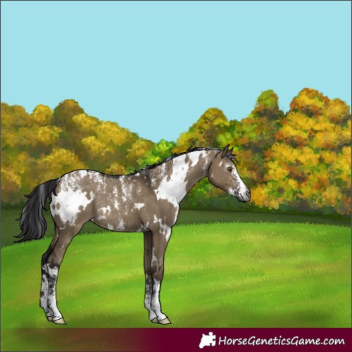 Horse Color:Powder White Gray White Spotted Brown Dun Rabicano