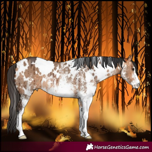 Horse Color:White Spotted Bay Dun Rabicano Brindle