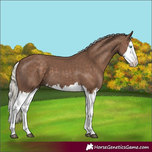 Horse Color:Silver Black Splash