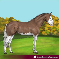 Horse Color:Silver Black Splash 