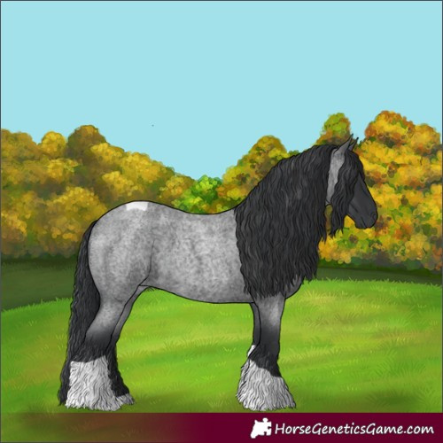 Horse Color:Blue Roan Tobiano