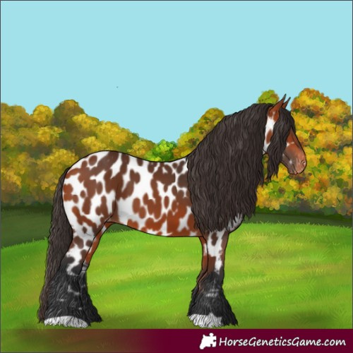 Horse Color:Bay Near Leopard
