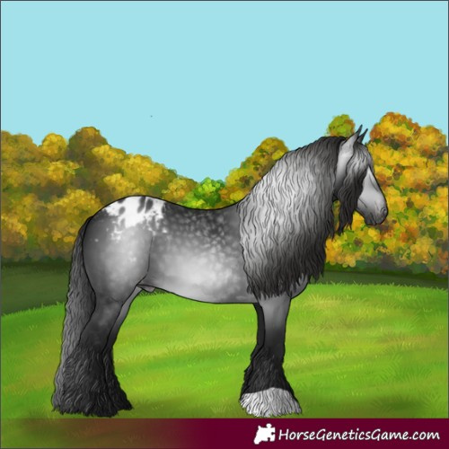 Horse Color:Gray Black Blanket