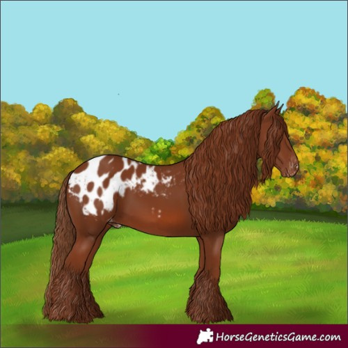 Horse Color:Chestnut Blanket 