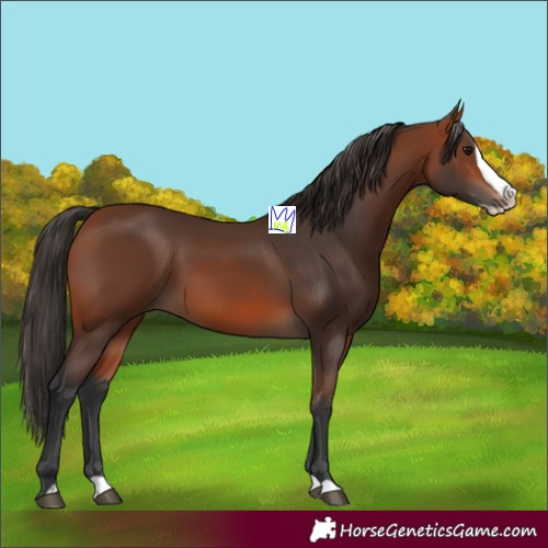 Horse Color:Bay Splash Rabicano