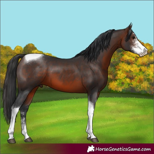 Horse Color:Brown Sabino Tobiano 