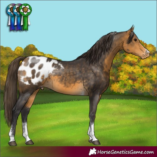 Horse Color:Buckskin Tobiano Blanket