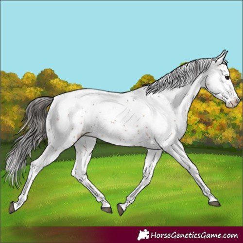 Horse Color:Bay Sabino Varnish Rabicano 