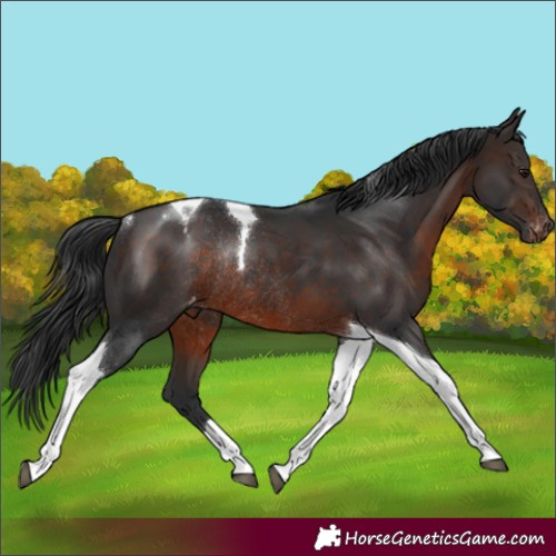 Horse Color:Brown Tobiano Varnish Rabicano 