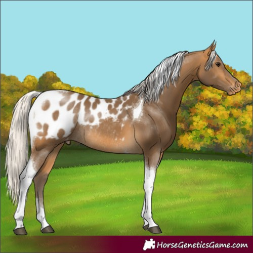 Horse Color:Silver Buckskin Tobiano Blanket Rabicano 