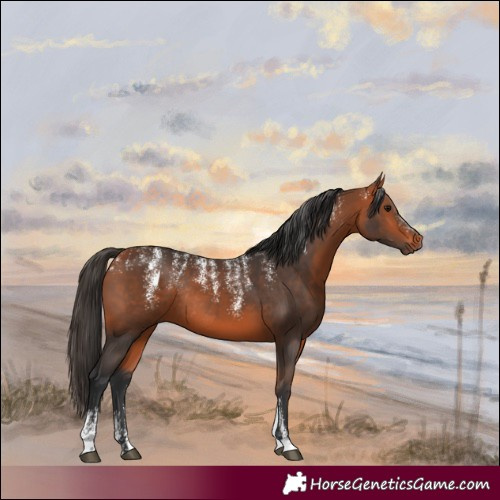 Horse Color:Powder White Bay Rabicano