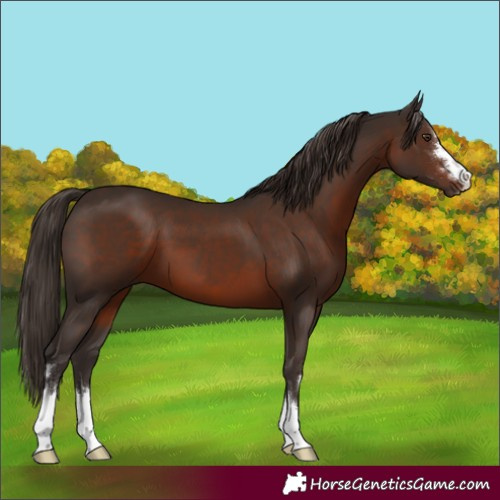 Horse Color:Liver Chestnut