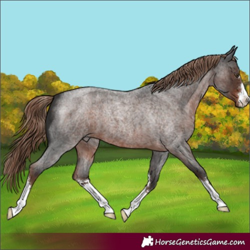 Horse Color:Liver Red Roan