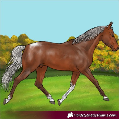 Horse Color:Silver Brown Tobiano 
