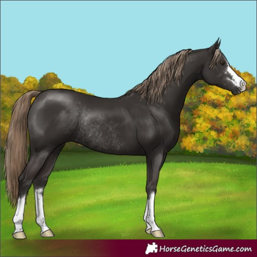 Horse Color:Liver Chestnut Rabicano 