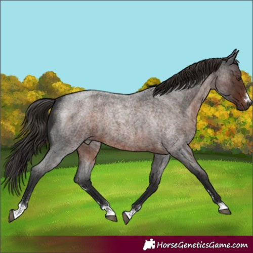 Horse Color:Liver Red Roan 