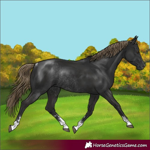 Horse Color:Gray Liver Chestnut Rabicano