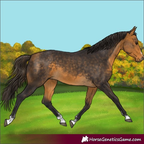 Horse Color:Buckskin