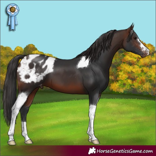 Horse Color:Brown Tobiano Blanket