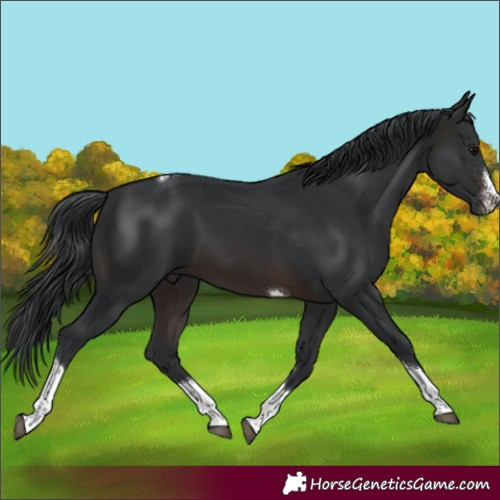 Horse Color:Brown Sabino Tobiano 