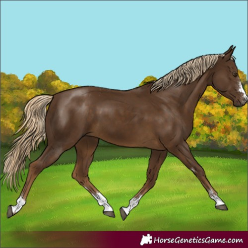 Horse Color:Chocolate Palomino 