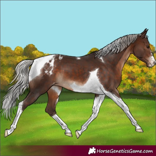 Horse Color:Silver Brown Tobiano Varnish 