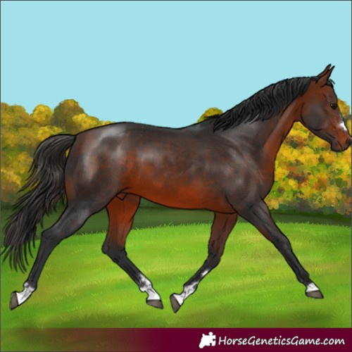 Horse Color:Bay 
