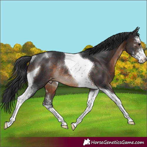 Horse Color:Brown Sabino Tobiano Varnish Rabicano