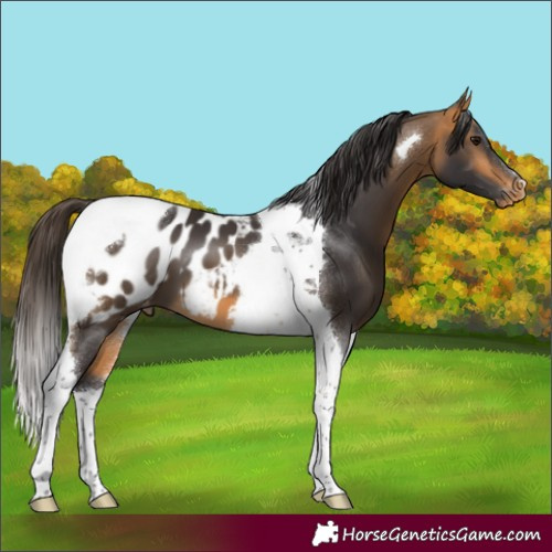 Horse Color:Buckskin Tobiano Blanket 