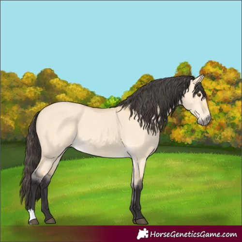 Horse Color:Buckskin Dun
