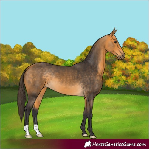 Horse Color:Buckskin 