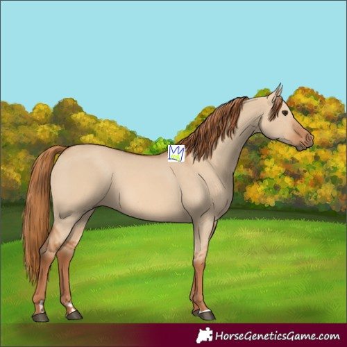 Horse Color:Red Dun Rabicano 
