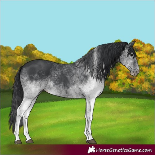 Horse Color:White Spotted Black 