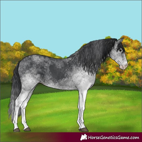 Horse Color:White Spotted Black 