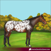 Horse Color:Bay Blanket and Bay Blanket