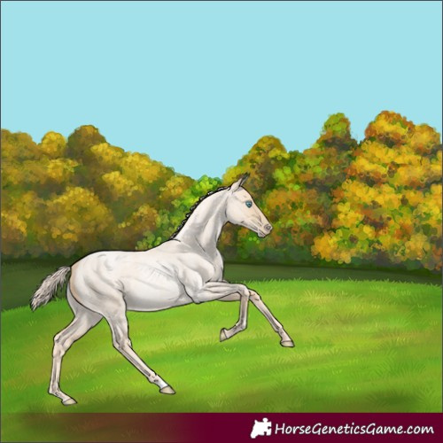Horse Color:Palomino Roan Pearl Dun