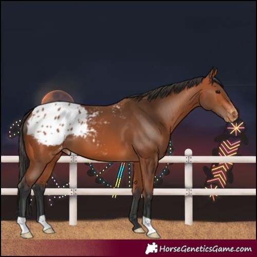 Horse Color:Bay Blanket