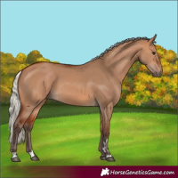 Horse Color:Unknown 
