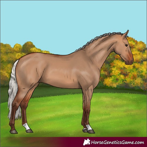 Horse Color:Unknown 