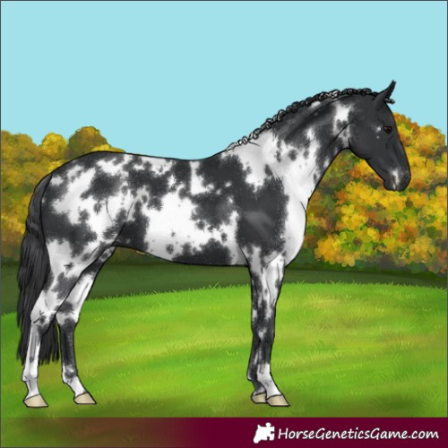 Horse Color:White Spotted Black 