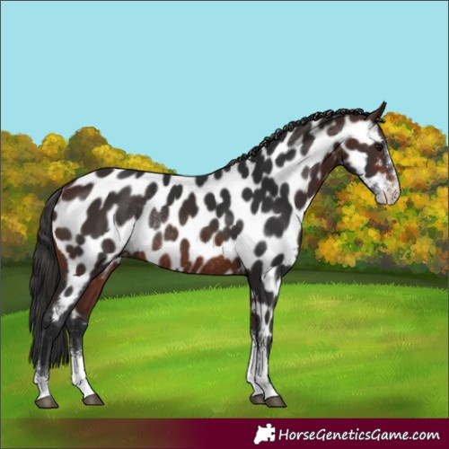 Horse Color:Brown Sabino Near Leopard Rabicano 