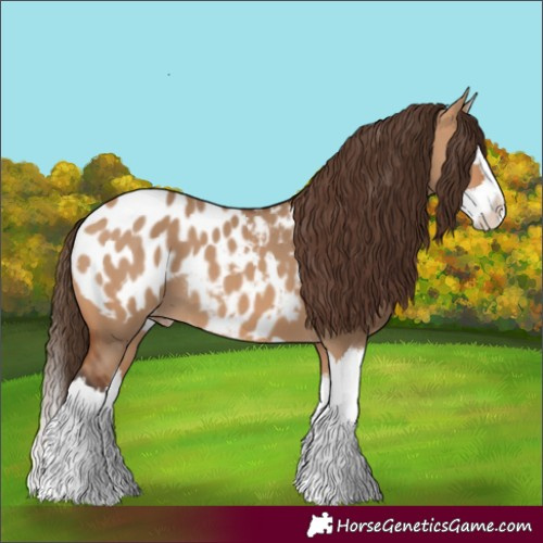 Horse Color:Bay Dun Splash Blanket