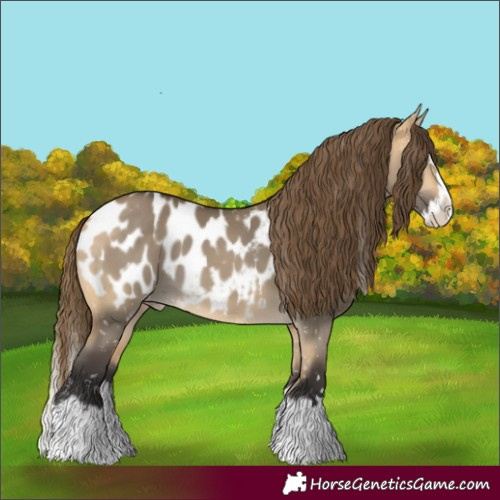Horse Color:Buckskin Dun Splash Blanket 