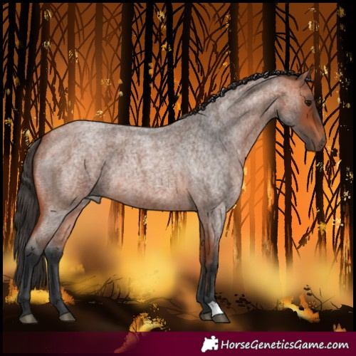 Horse Color:Bay Roan
