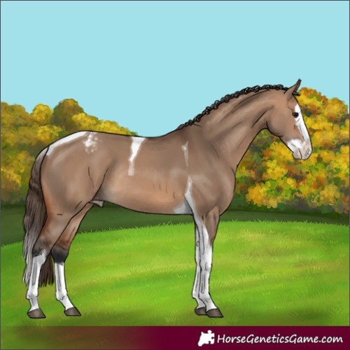 Horse Color:Bay Dun Splash Tobiano Varnish Rabicano