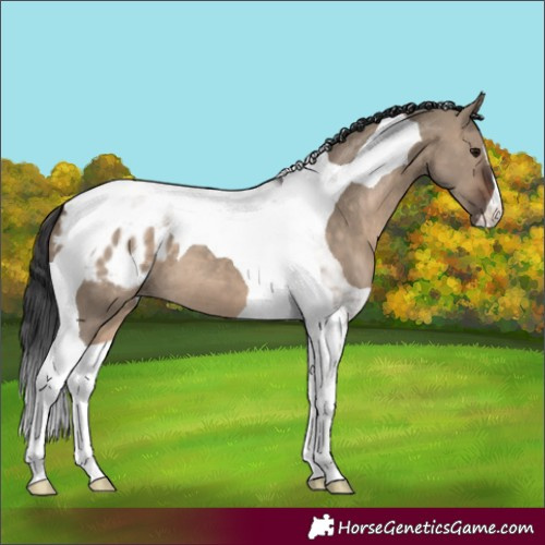 Horse Color:Brown Dun Tobiano Blanket 