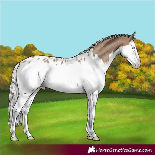 Horse Color:Silver Grullo Splash Blanket Rabicano 