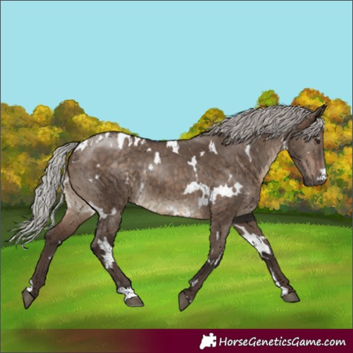 Horse Color:White Spotted Silver Brown Dun 