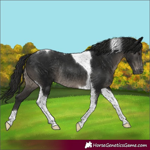 Horse Color:Gray Black Tobiano Varnish Rabicano